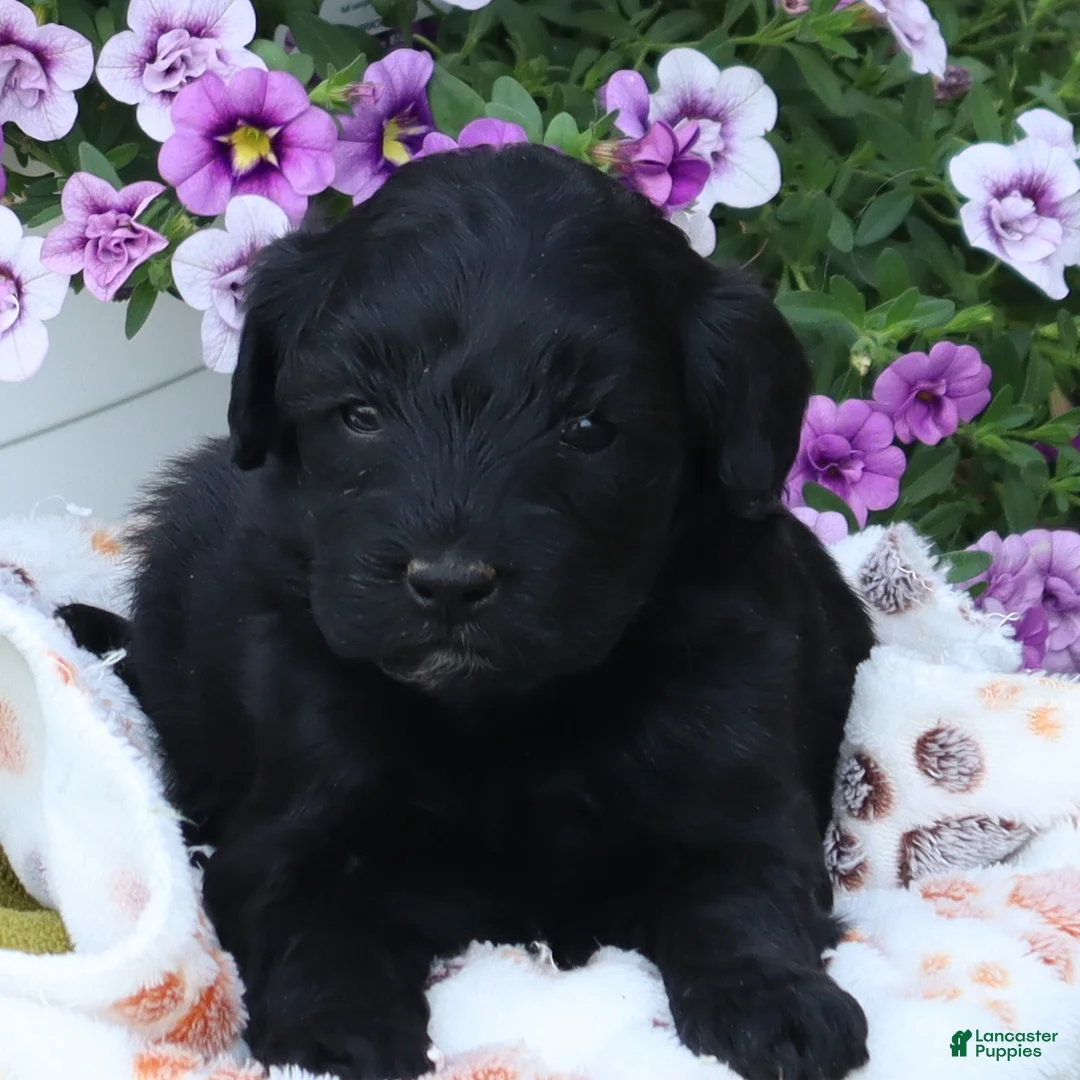 Mini Goldendoodle dogs for sale: Finley - Ad 1