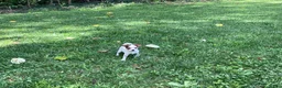 Chihuahua dogs for sale: Willow - Ad 3