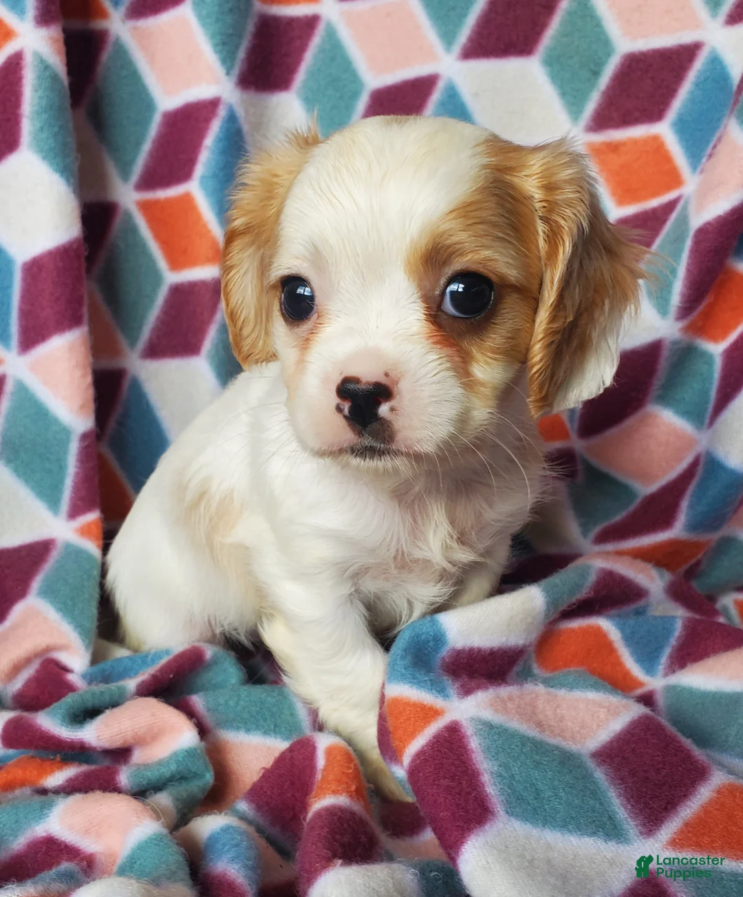 Cavachon dogs for sale: Tate - Ad 2