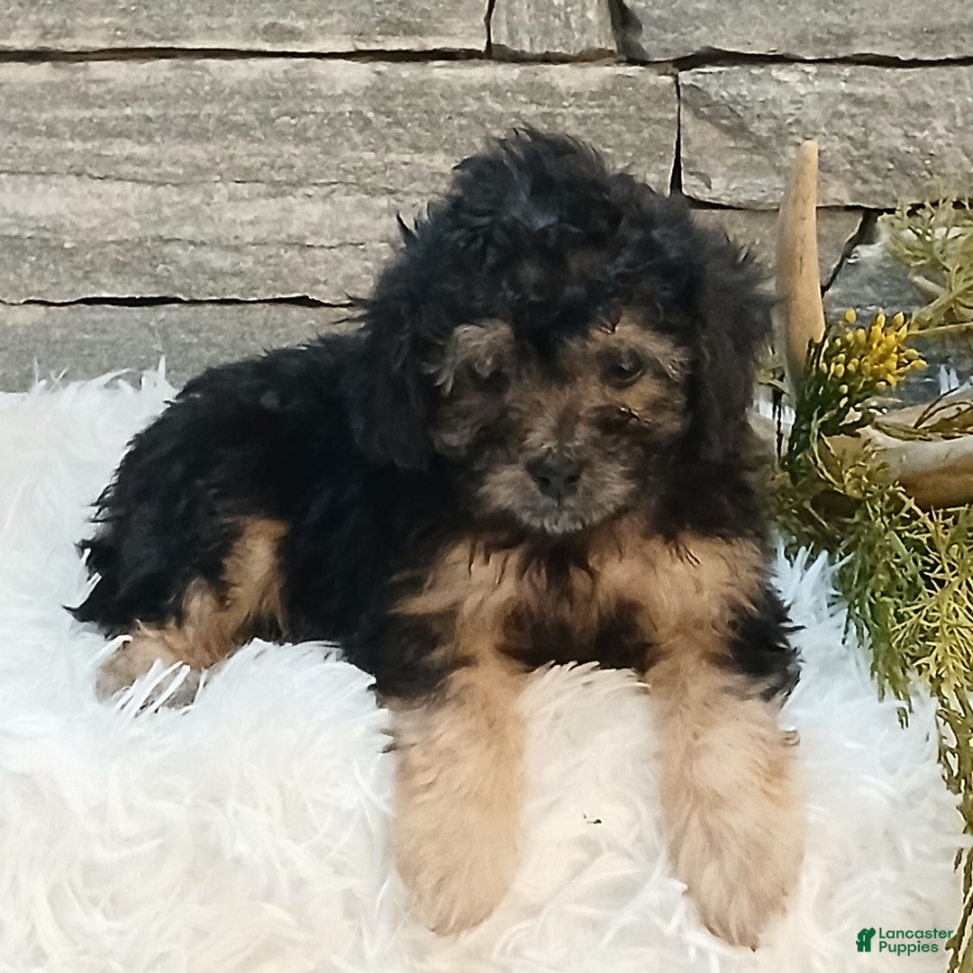 Miniature Poodle dogs for sale: Penny  - Ad 2