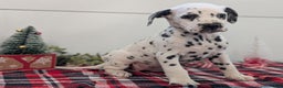 Dalmatian dogs for sale: Sweetie  - Ad 3