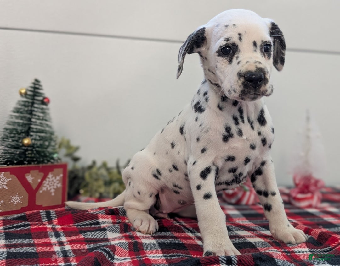 Dalmatian dogs for sale: Sweetie  - Ad 3