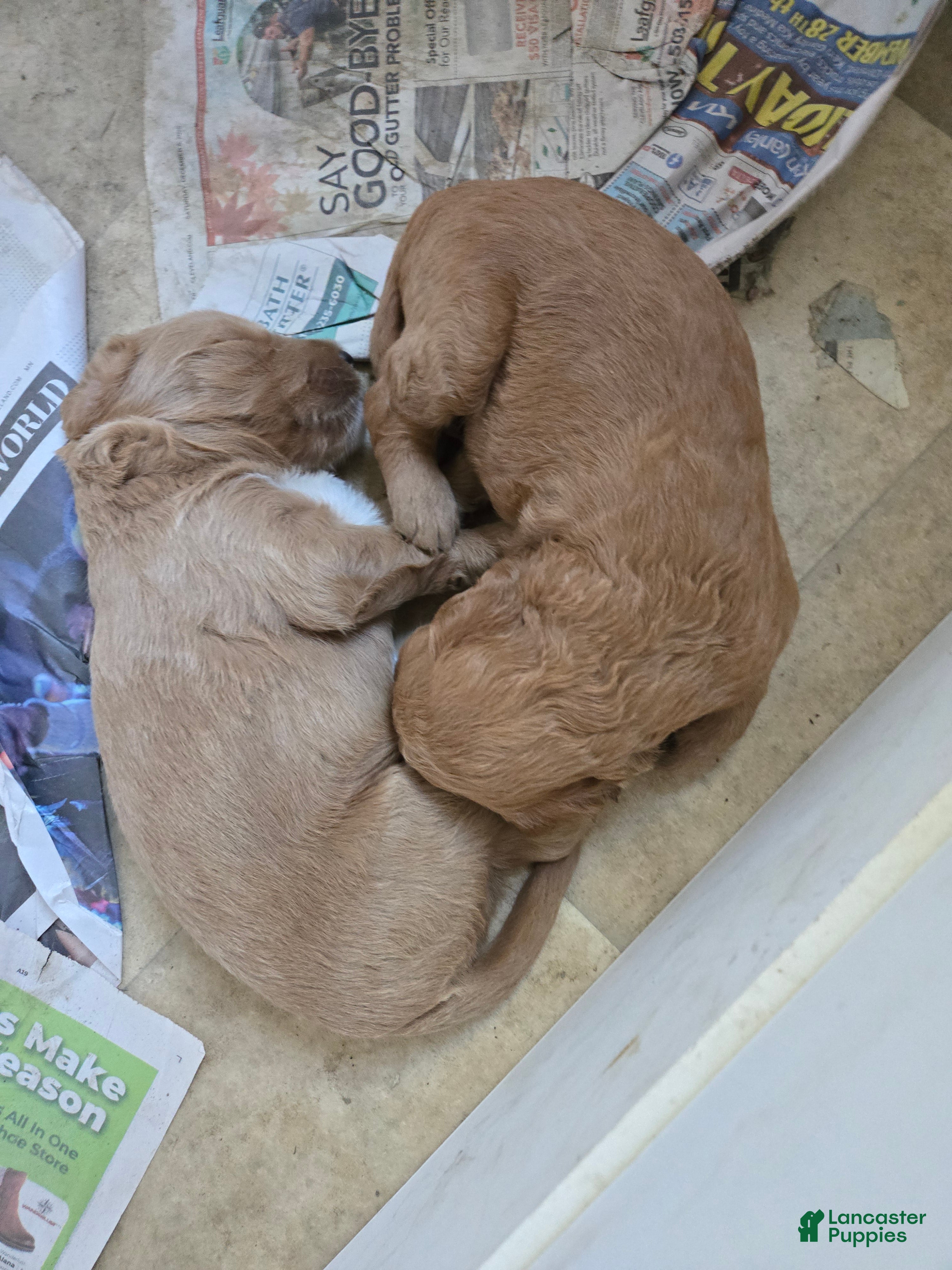 Goldendoodle dogs Goldendoodle Puppy 6 - Ad 29