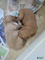 Goldendoodle Puppy 6