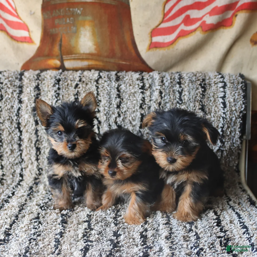 Yorkshire Terrier dogs for sale: Penny - Ad 2