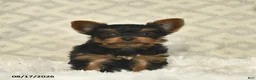 Yorkshire Terrier dogs for sale: Luke  - Ad 5