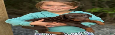 Doberman Pinscher Puppy 1
