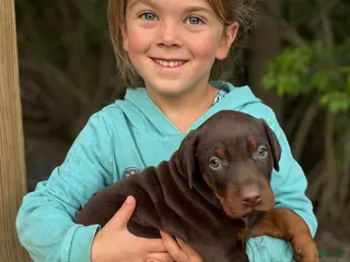 Doberman Pinscher dogs for sale: Doberman Pinscher Puppy 1 - Ad 1