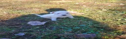 Jack Russell Terrier dogs for sale: Jack Russell Terrier 5 - Ad 4