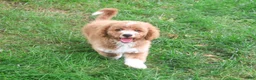 Mini Goldendoodle dogs for sale: Lenny - Ad 4