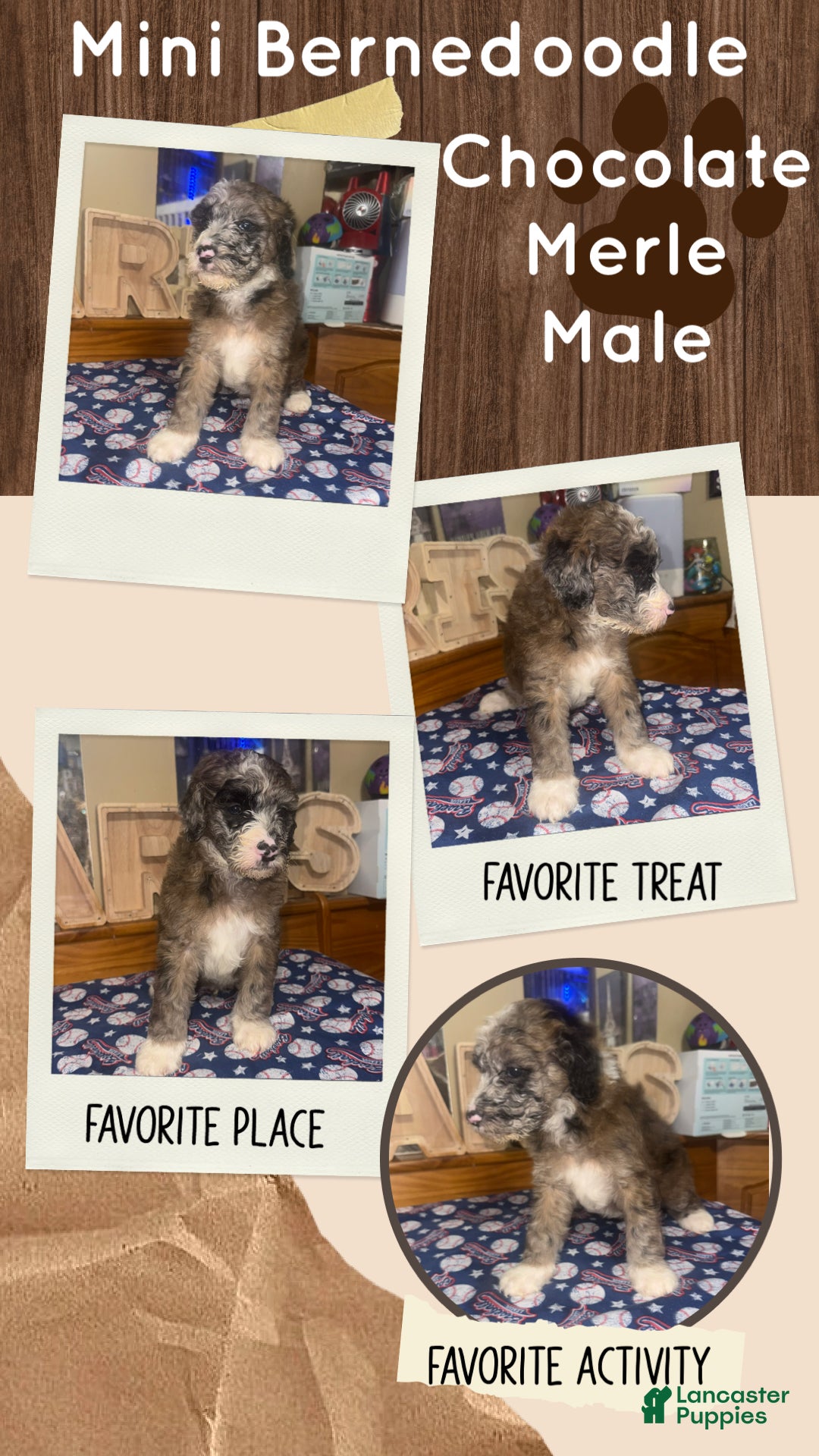 Mini Bernedoodle dogs Mini Bernedoodle 2 - Ad 17