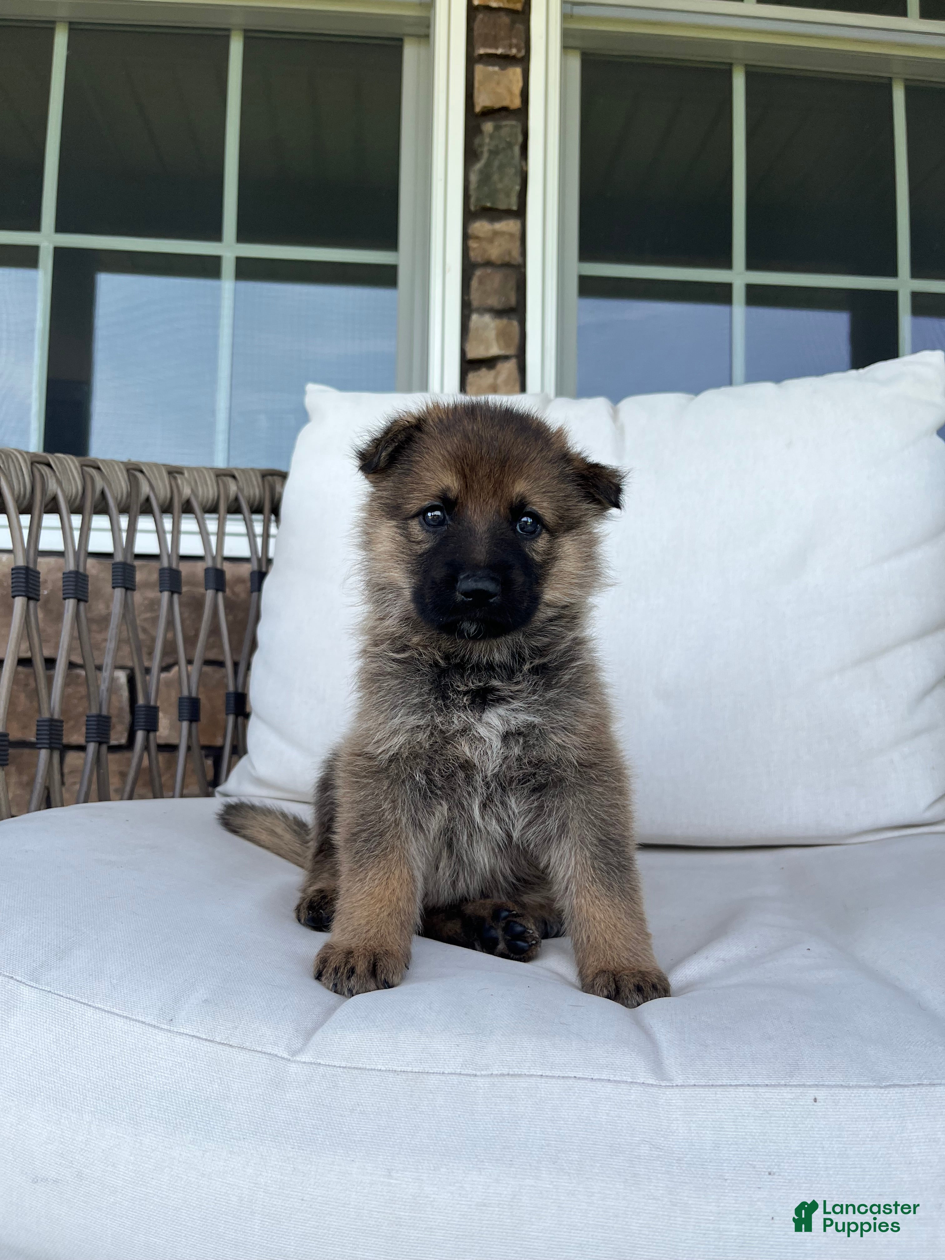 German Shepherd dogs Tori - Ad 2