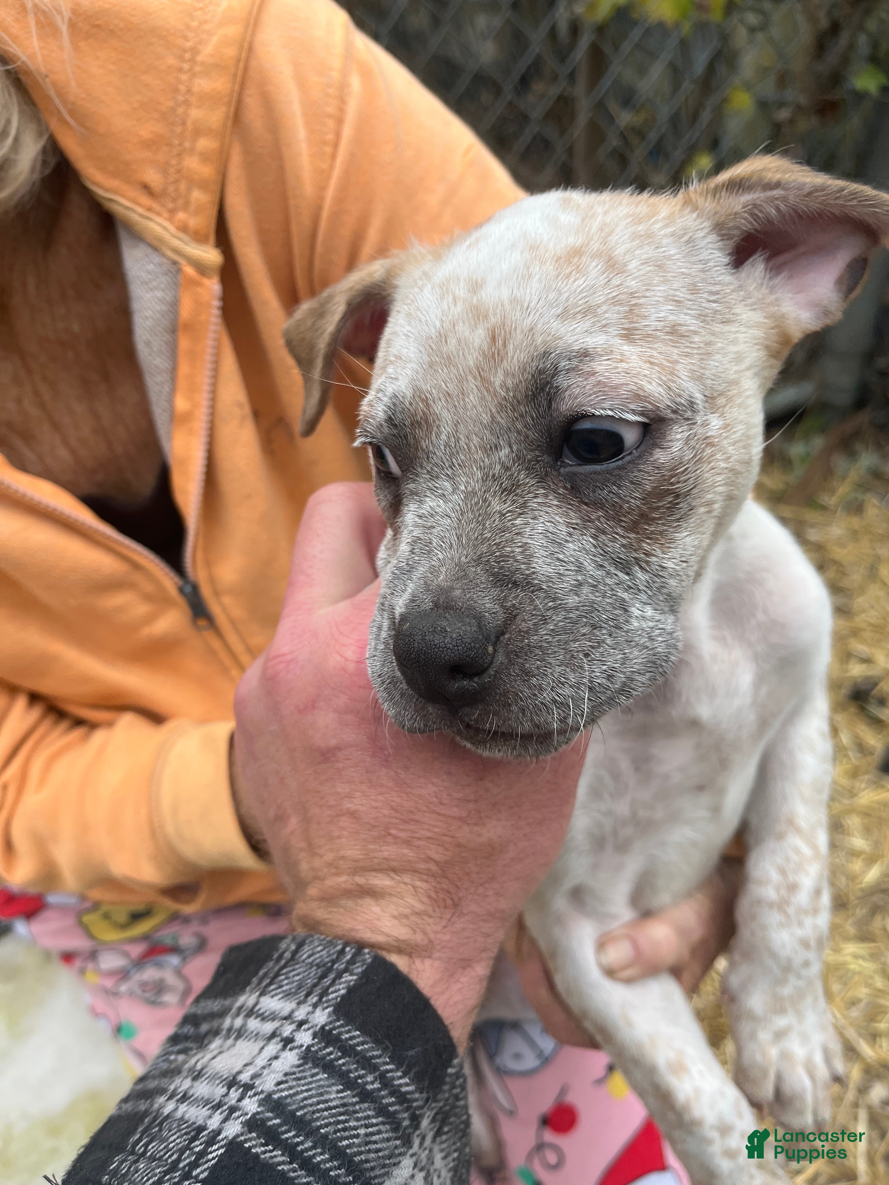 Mixed Breed dogs Mixed Breed Puppy 6 - Ad 5