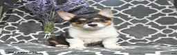 Welsh Corgi Pembroke dogs for sale: Cowboy - Ad 3