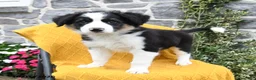 Border Collie dogs for sale: Snapper - Ad 1