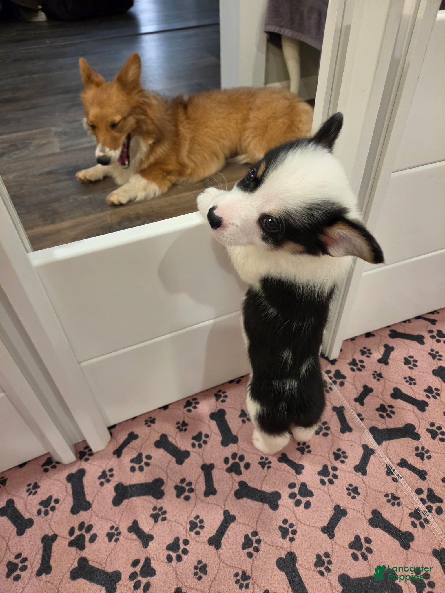 Mixed Breed dogs Male 1 - Ad 2