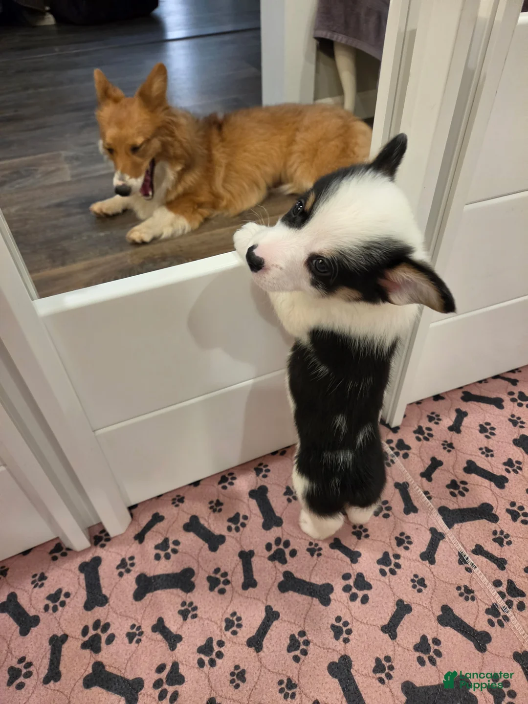 Mixed Breed dogs for sale: Male 1 - Ad 2