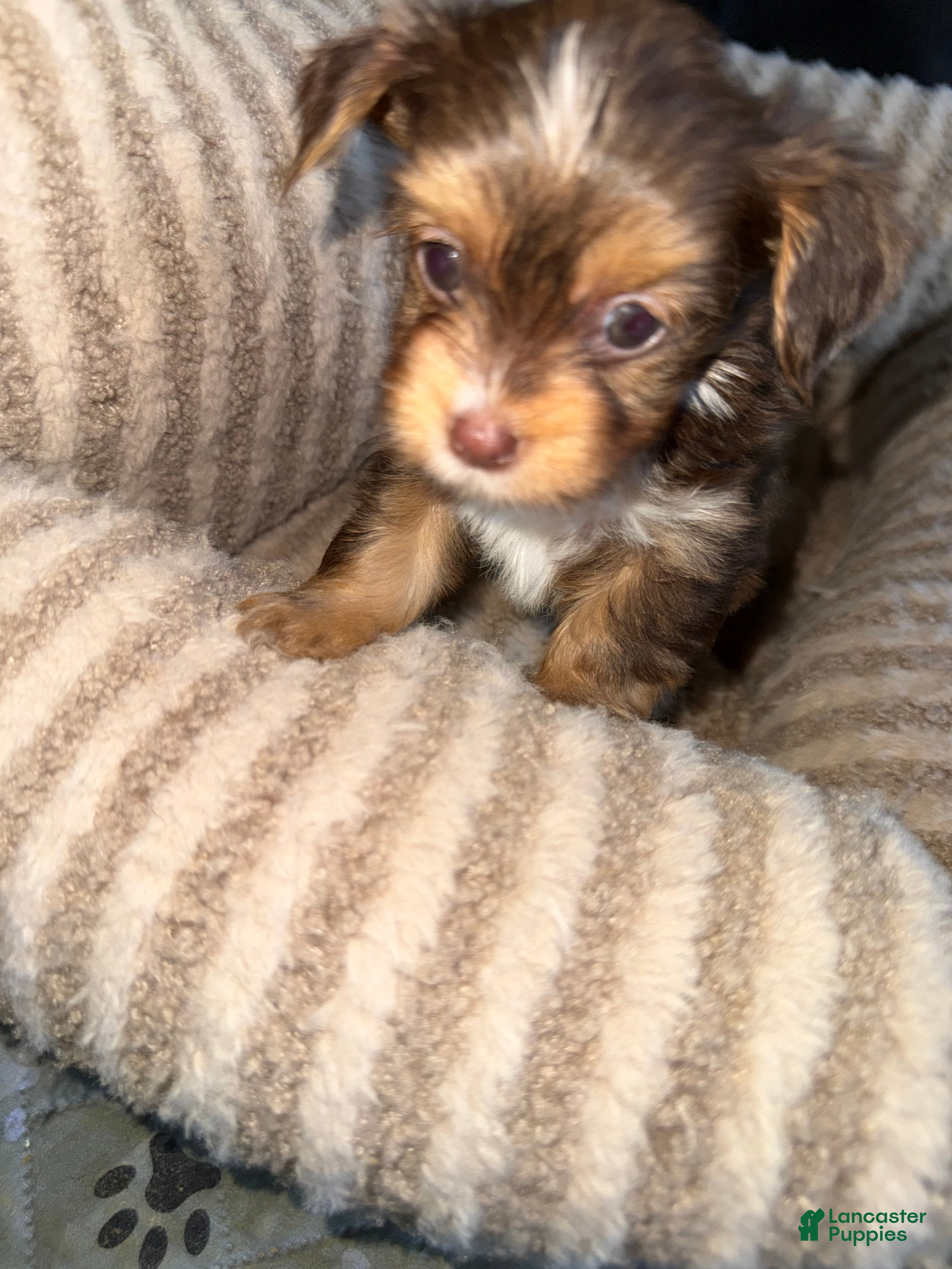 Yorkshire Terrier dogs Mars - Ad 2