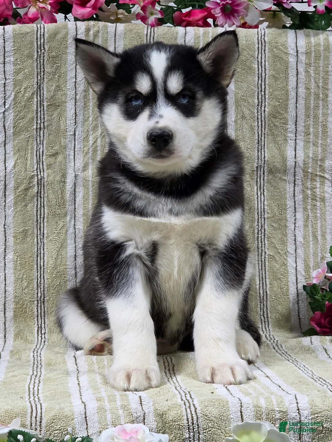 Siberian Husky dogs for sale: Dillon - Ad 3