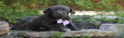 German Shorthaired Pointer dogs for sale: Beauty - Ad 5