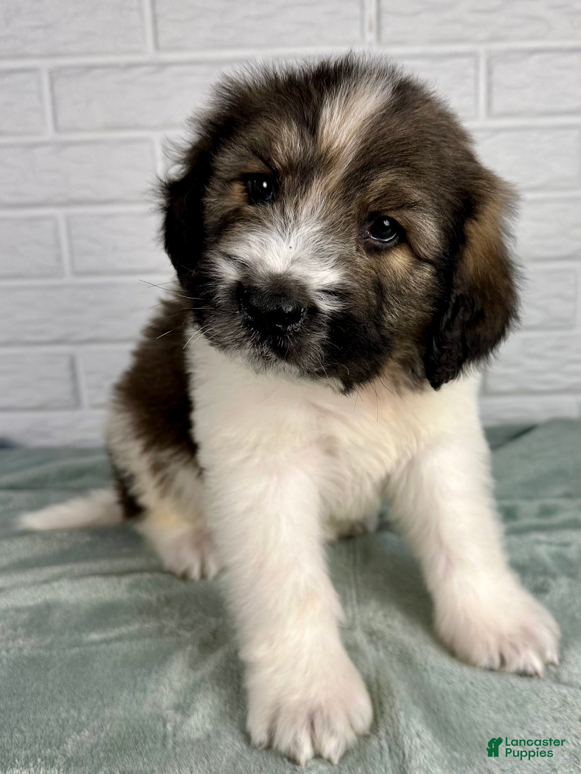 Saint Berdoodles dogs Duke - Ad 2