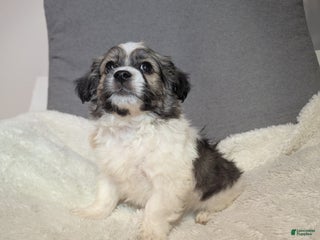 Havanese dogs Blitz (short haired) - Ad 38