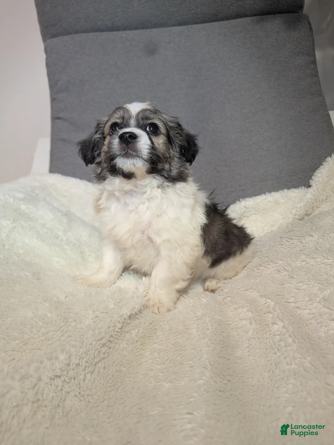 Havanese dogs for sale: Blitz (short haired) - Ad 1