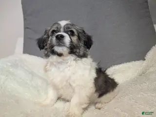 Havanese dogs Blitz (short haired) - Ad 1