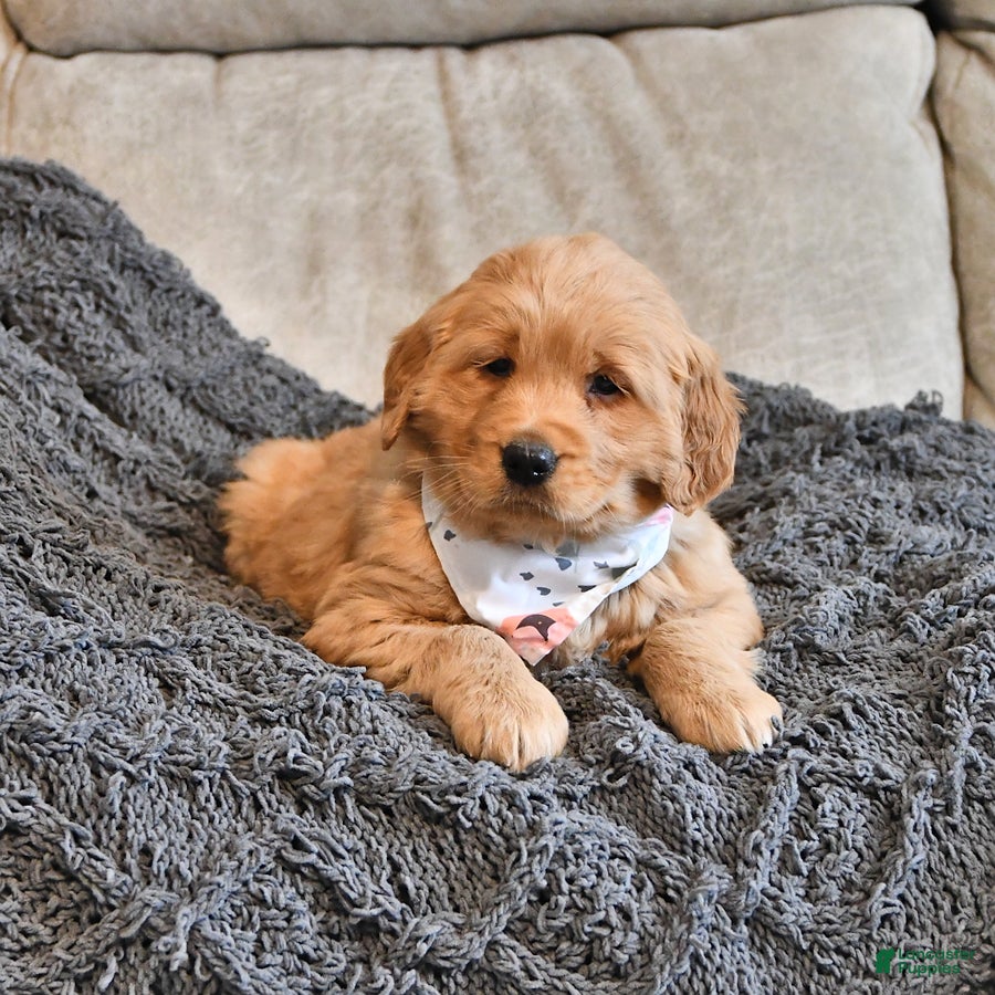 Golden Retriever dogs Darling Ellie - Ad 39