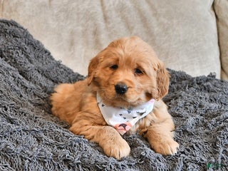 Golden Retriever dogs Darling Ellie - Ad 2