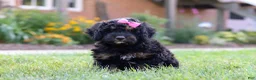 Bernedoodle dogs for sale: Paris - Ad 6