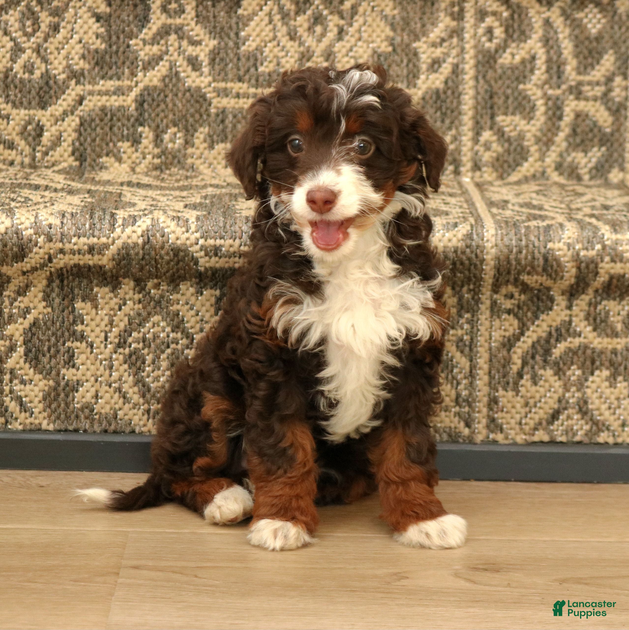 Mini Bernedoodle dogs for sale: Honey  - Ad 2