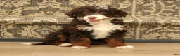Mini Bernedoodle dogs for sale: Honey  - Ad 1