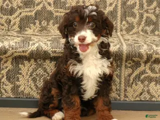 Mini Bernedoodle dogs for sale: Honey - Ad 2