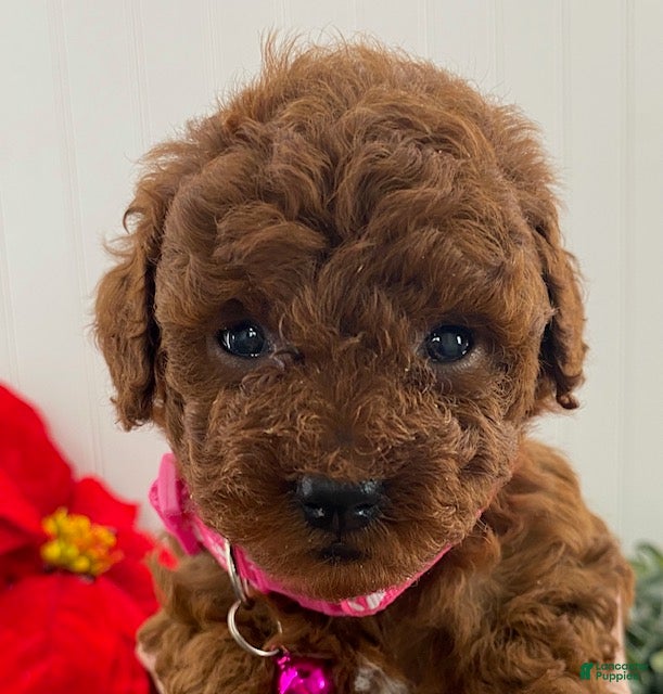 Toy Poodle dogs Hazel- tiny - Ad 2