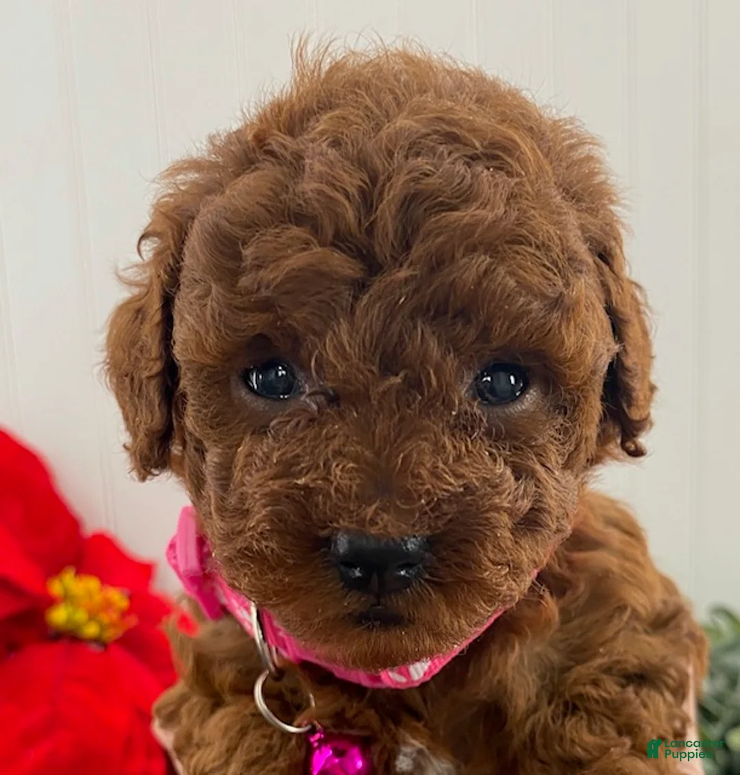 Toy Poodle dogs for sale: Hazel- tiny - Ad 2