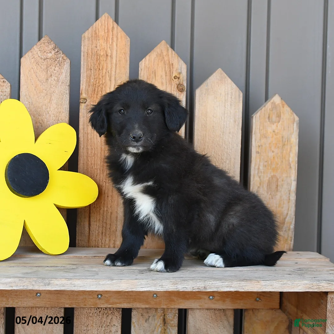 Mixed Breed dogs for sale: Gladys - Ad 3