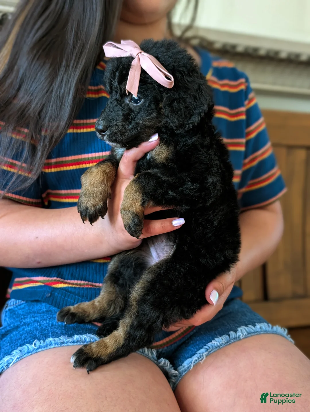 Mixed Breed dogs for sale: JADE - Ad 5