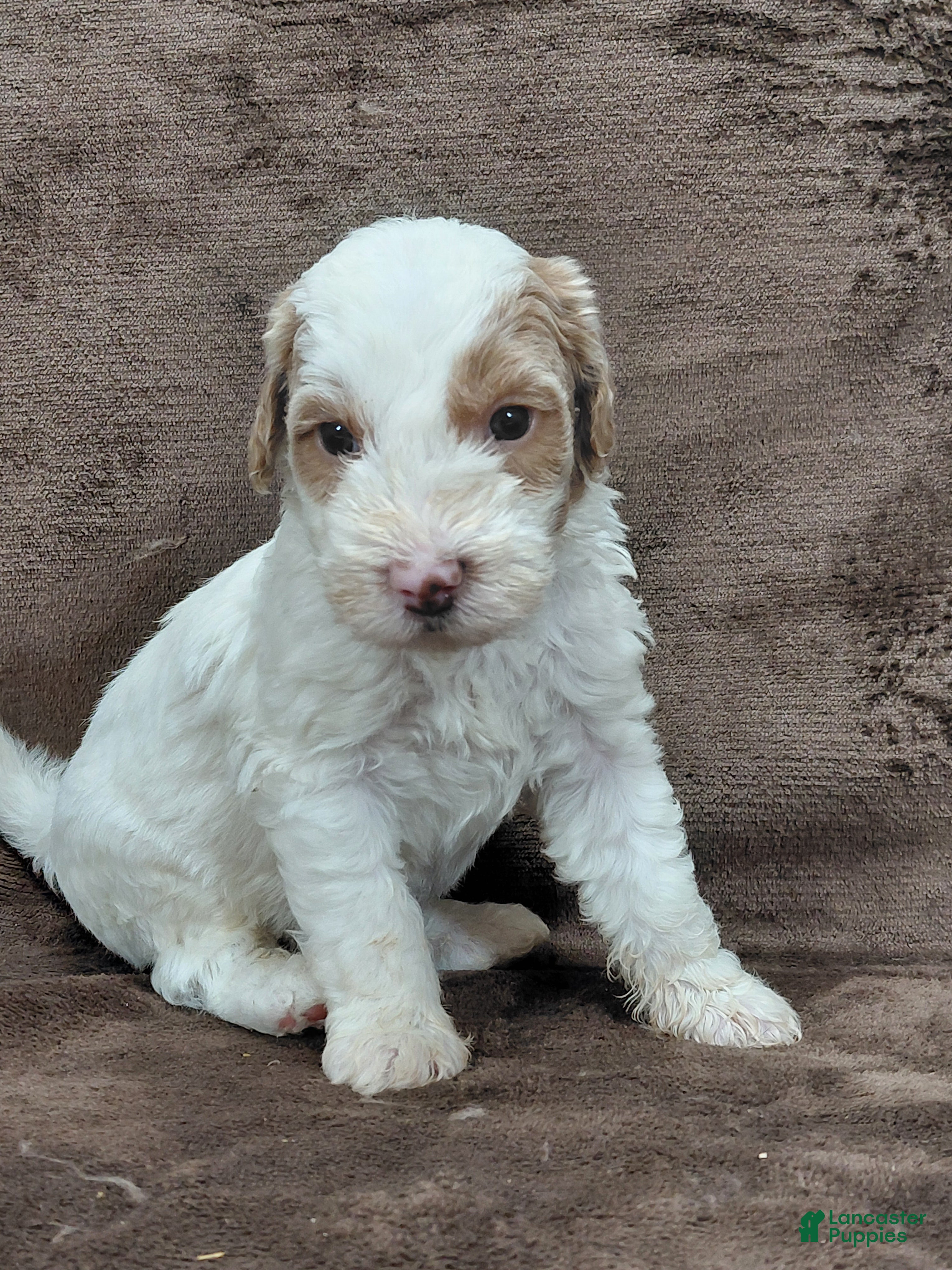 Mini Goldendoodle dogs Ethan - Ad 37