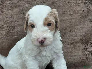 Mini Goldendoodle dogs Ethan - Ad 37