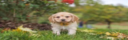 Cocker Spaniel dogs for sale: Cinnamon - Ad 3
