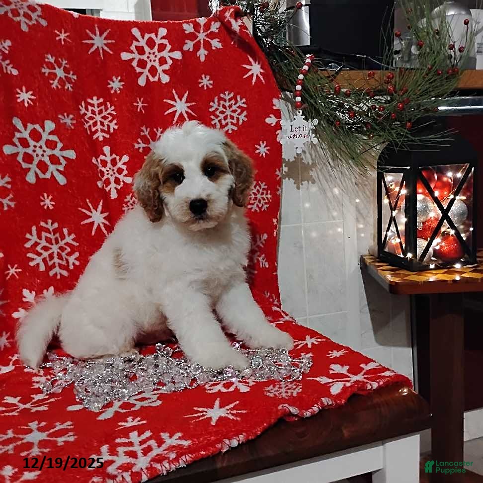 Mini Goldendoodle dogs Ronald - Ad 14