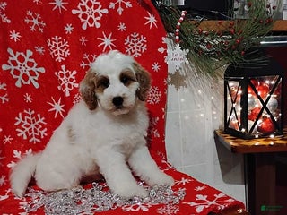 Mini Goldendoodle dogs Ronald - Ad 14