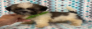 Shih Tzu 1