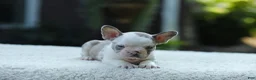 French Bulldog dogs for sale: Jewel - Ad 4