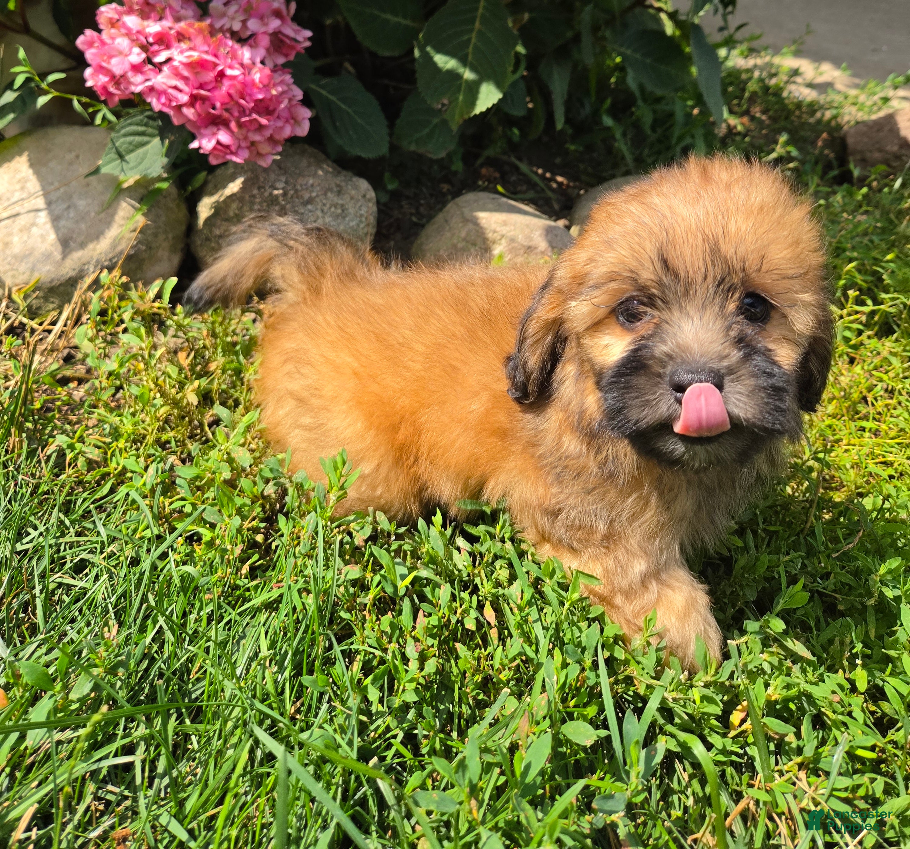 Shihpoo dogs Willow - Ad 2
