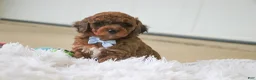 Mini Goldendoodle dogs for sale: River - Ad 2