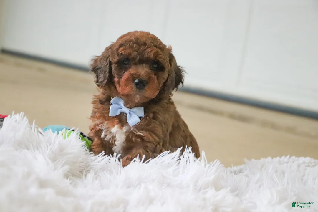 Mini Goldendoodle dogs for sale: River - Ad 2