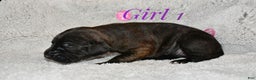 Great Dane dogs for sale: Girl black - Ad 2