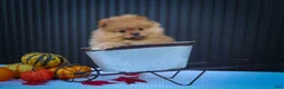 Pomeranian dogs for sale: 🐾 Meet Rosco — A Bouncy Little Ball of Fluff! 🐾 - Ad 3